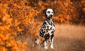 Aanbiedingen Hond
