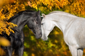 Paarden