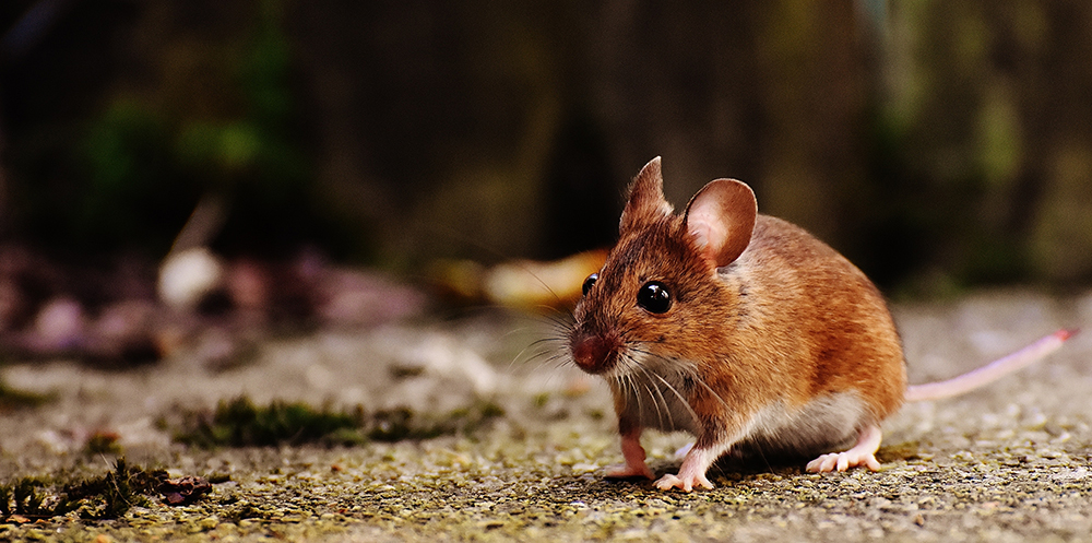 Knaagdieren