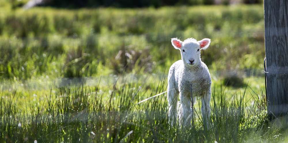 Schapen en geiten