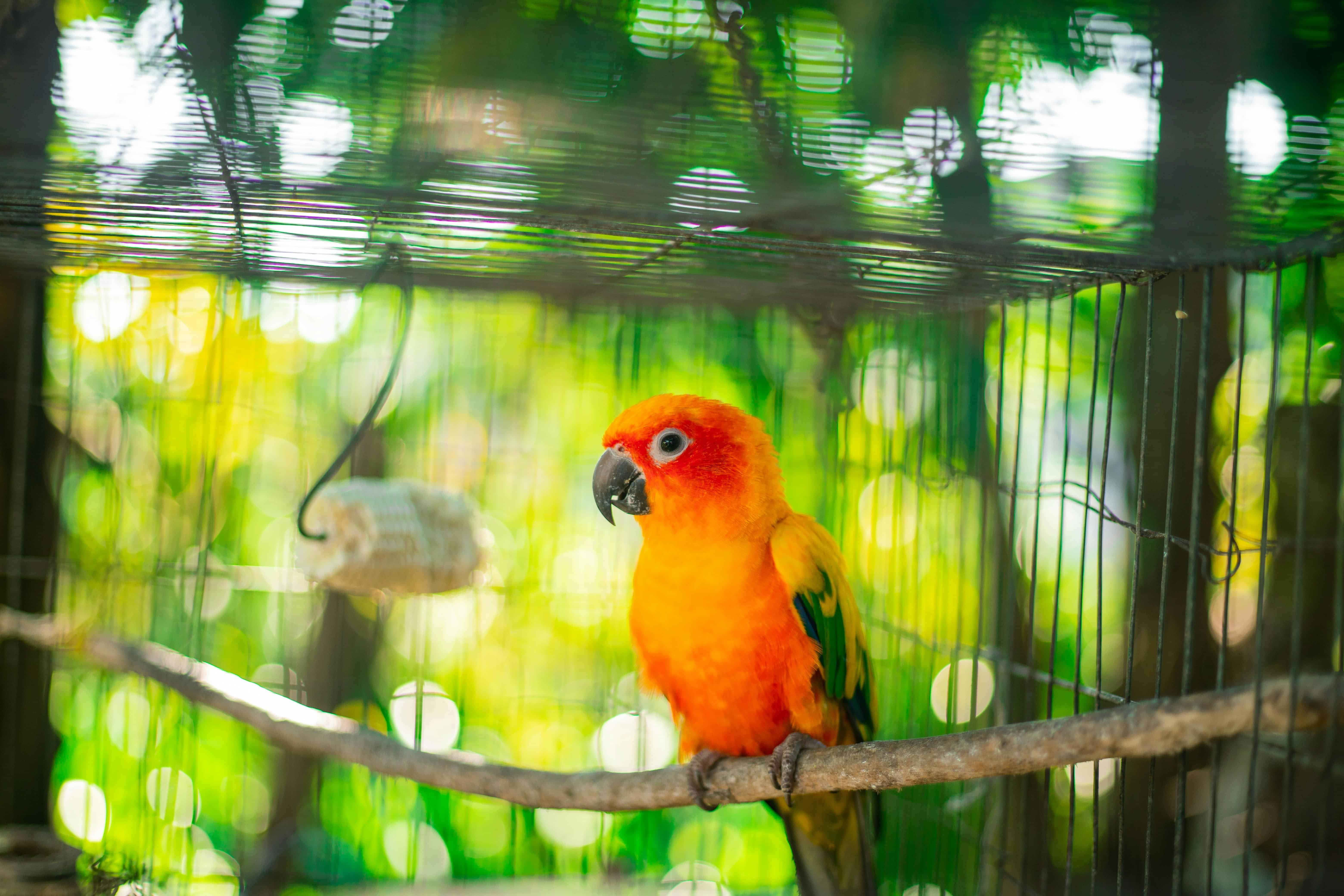 Siervogels