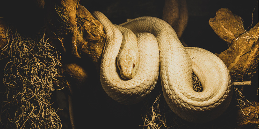 Reptielen