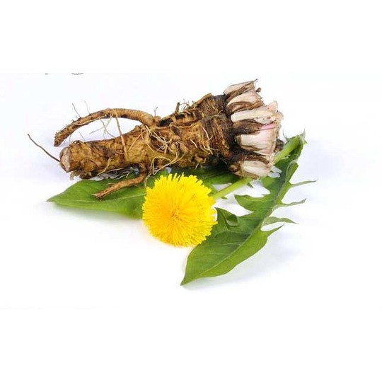 images/productimages/small/V_dandelion-root.jpg