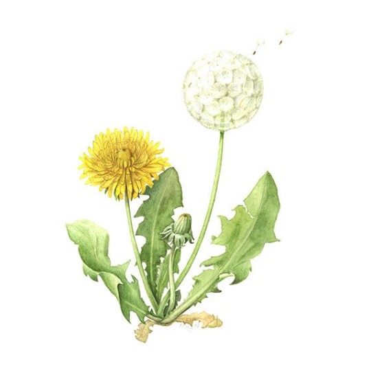 images/productimages/small/V_dandelion1.jpg