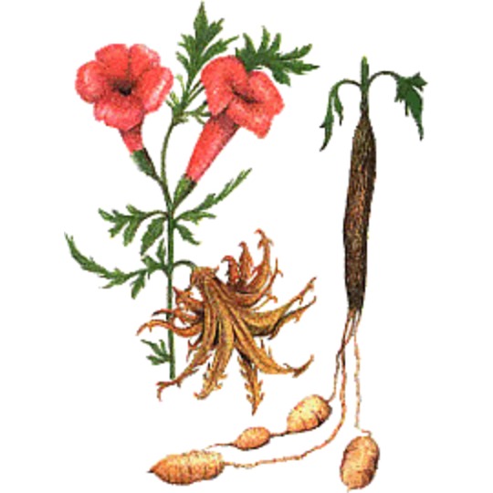 images/productimages/small/V_duivelsklauw.jpg