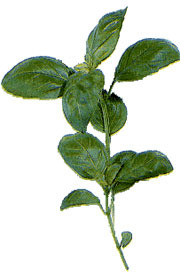 images/productimages/small/basilicum.jpg