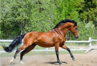 images/productimages/small/bayhorse.jpg