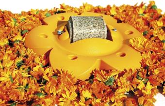 images/productimages/small/lollyrollorange.jpg