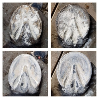 images/productimages/small/magichoofpowder.jpeg