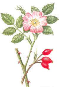 images/productimages/small/rozebottel.jpg