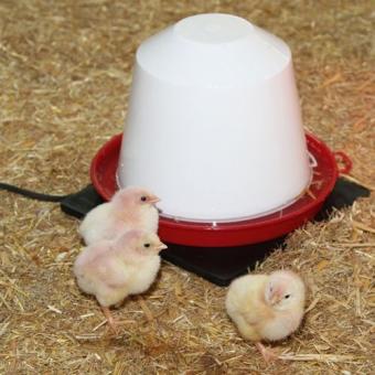 images/productimages/small/verwarmingsmat-gummi-18watt-kuikens.jpg