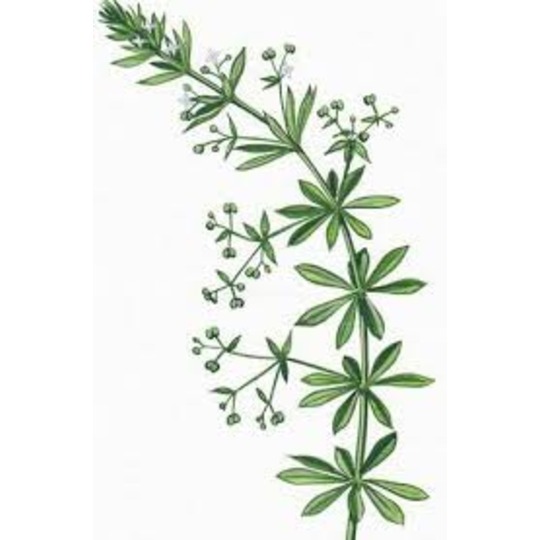 Jacob Hooy Galium Aparine / Klebkraut. --- Für Sandfresser, gegen dicke Beine und Blähungen, Harnwegsinfektionen, Fellverbesserer